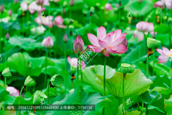 雨后荷花特寫