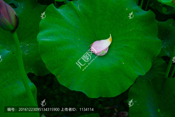 荷葉花瓣