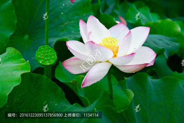 初夏荷花特寫