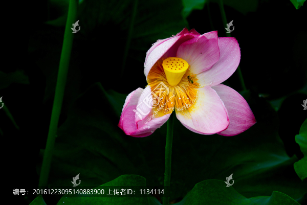 荷花別樣紅