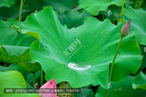 荷花水珠