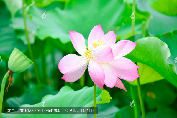 雨后荷花特寫
