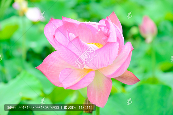 雨后唯美荷花