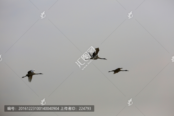 翱翔