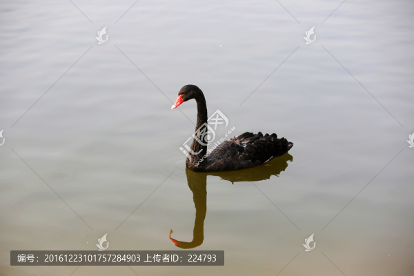 孤獨