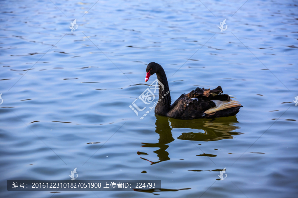 孤芳自賞