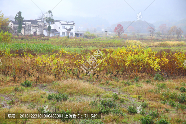 田野田園