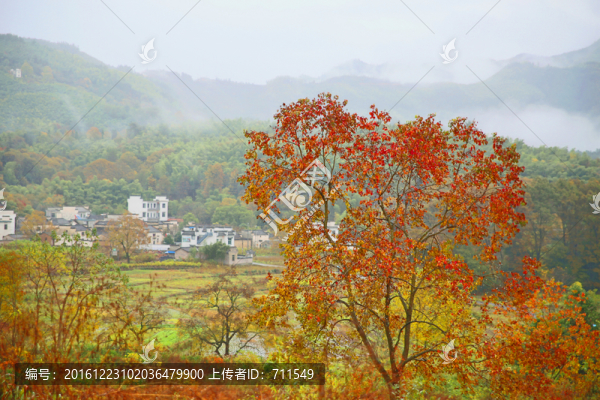 塔川紅葉