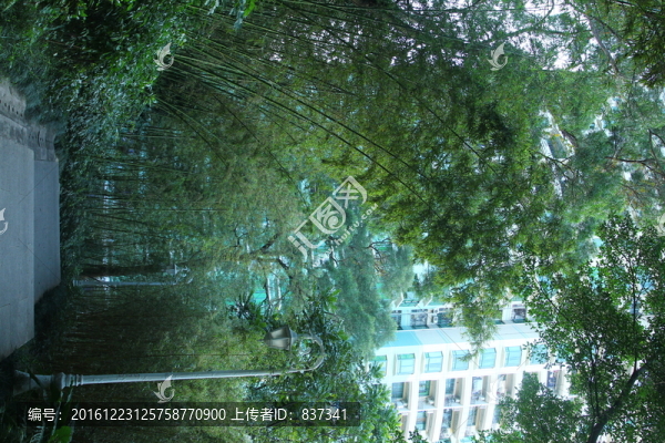 小區(qū)綠化竹子