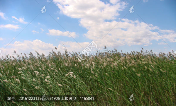沙湖蘆葦