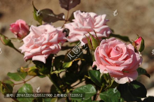 粉薔薇