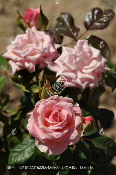 粉薔薇