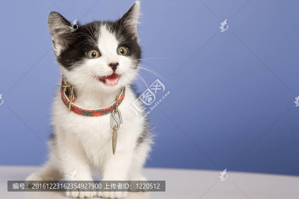 可愛的小貓