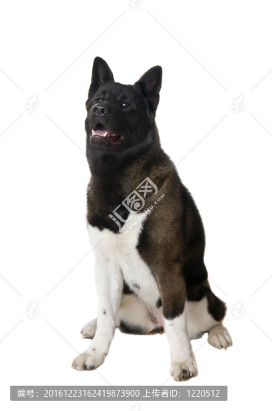 美國(guó)秋田犬