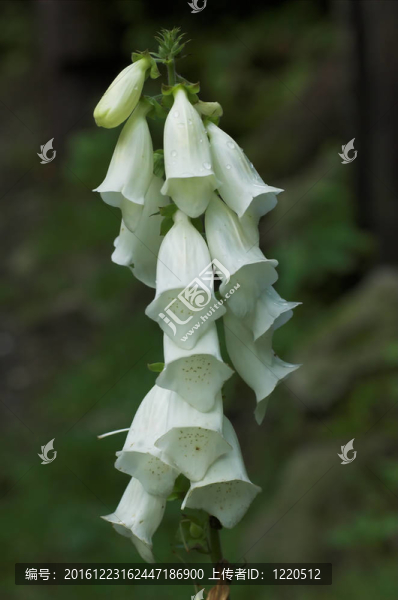 尼泊爾的花
