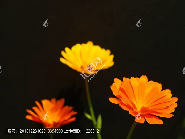 在黑色背景上的金盞花
