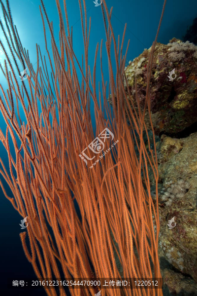whipcoral和海洋