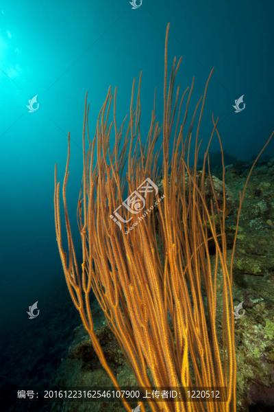 whipcoral和海洋