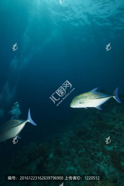 珊瑚和魚