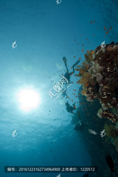 潛水員；珊瑚魚