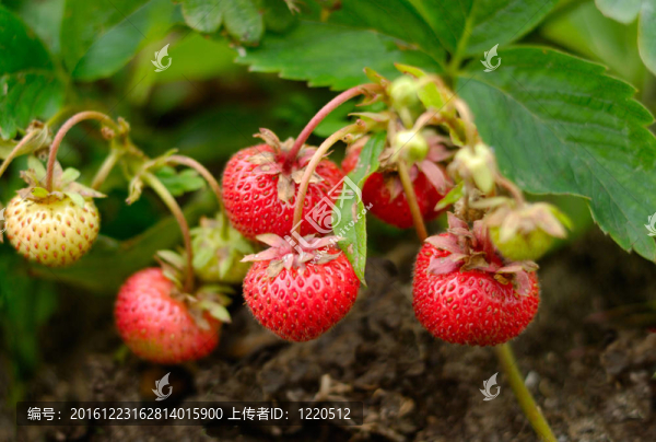 產(chǎn)量的草莓