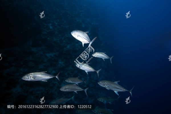 大眼魚(yú)和海洋
