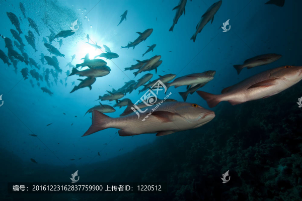 雙點(diǎn)雀鯛魚(yú)和海洋