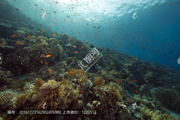 珊瑚和魚