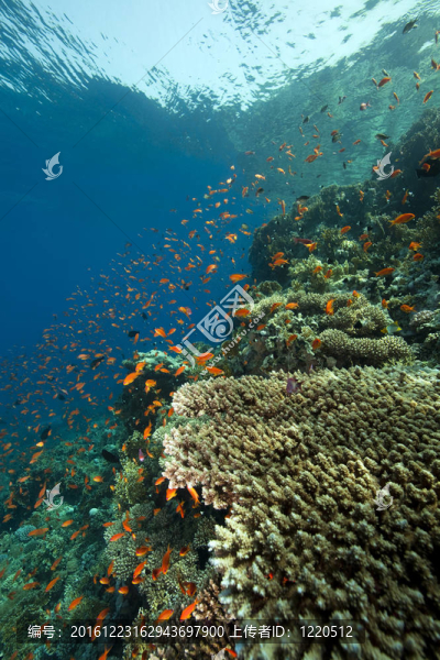 珊瑚和魚