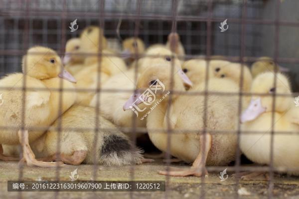 小鴨在籠子里