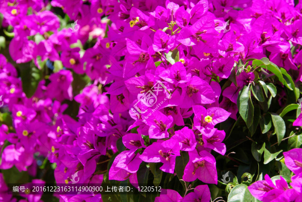 Bougainvillea,14