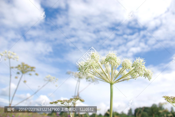 對(duì)愉快的夏天的云，深藍(lán)色的天空光遮陽傘形植物