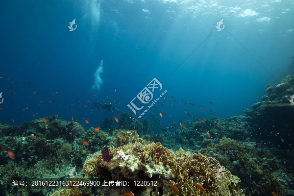 珊瑚和魚