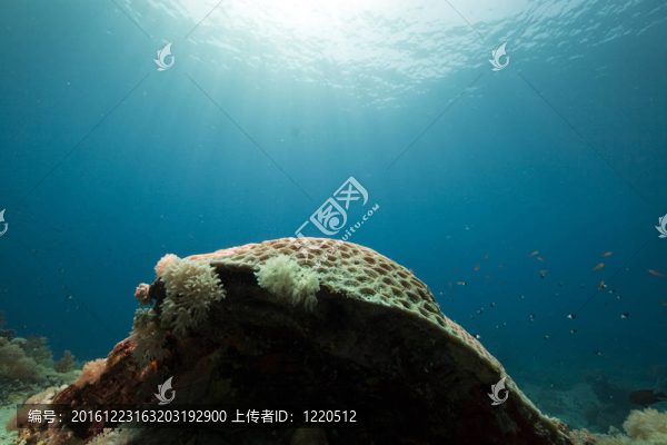 珊瑚和魚