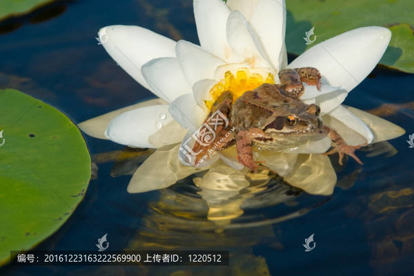 瑞芙娜-青蛙