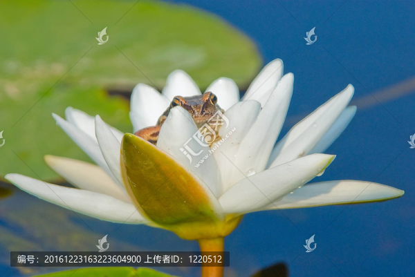 瑞芙娜-青蛙