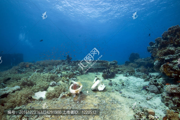 約蘭達(dá)和魚(yú)的殘骸