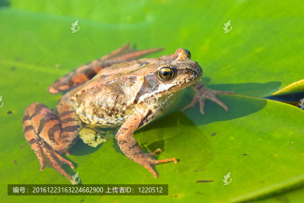 青蛙