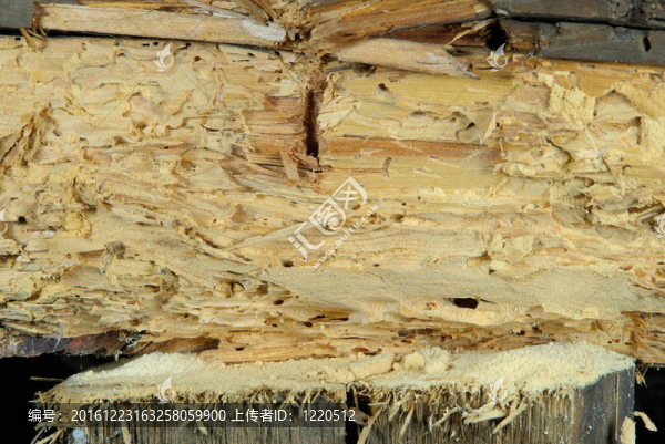 woodworm,02