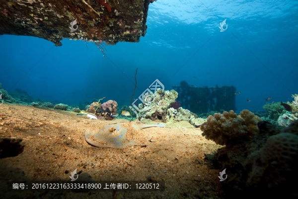 約蘭達(dá)和魚的殘骸