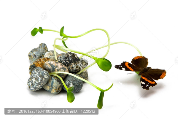 白色背景上的石頭和植物