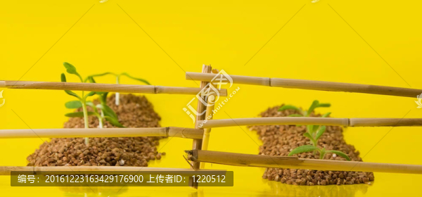 籬笆后面的菜地