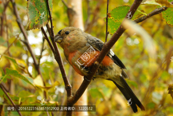 紅腹灰雀