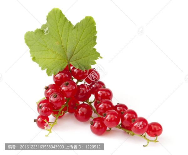 紅醋栗葉
