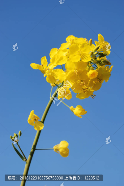 油菜花