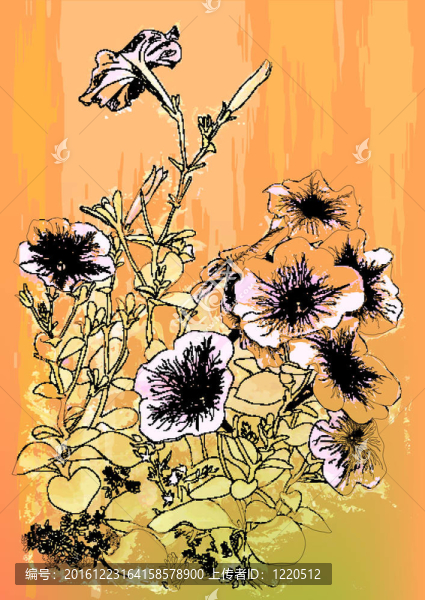 矮牽牛花。老式手繪插畫