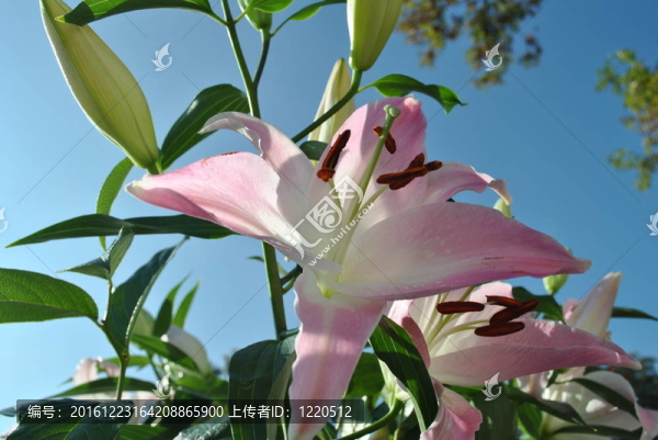 美麗的百合
