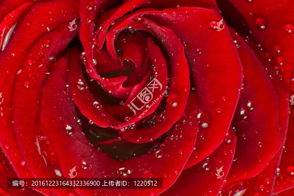 紅玫瑰