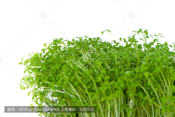 水芹分離