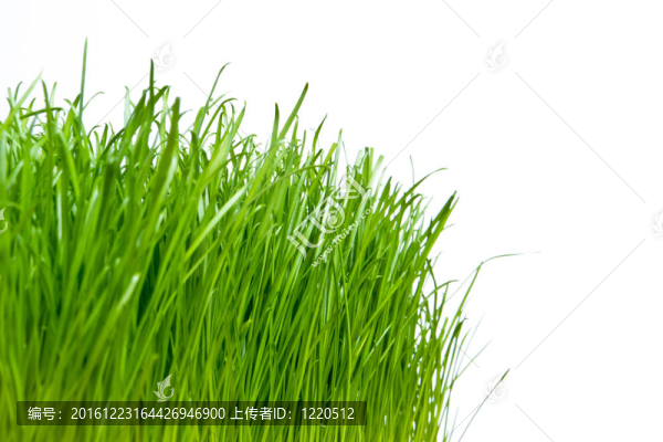 綠色的草